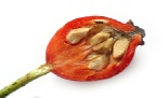 A wild crafted rosehip A wild crafted rosehip