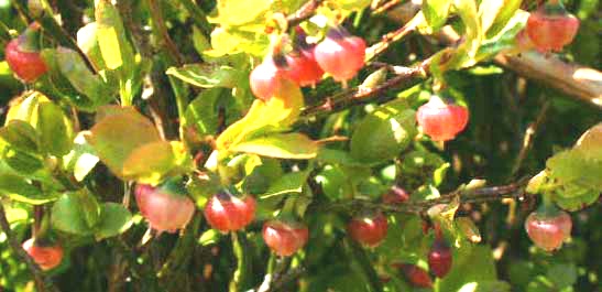 Bilberries growing wild